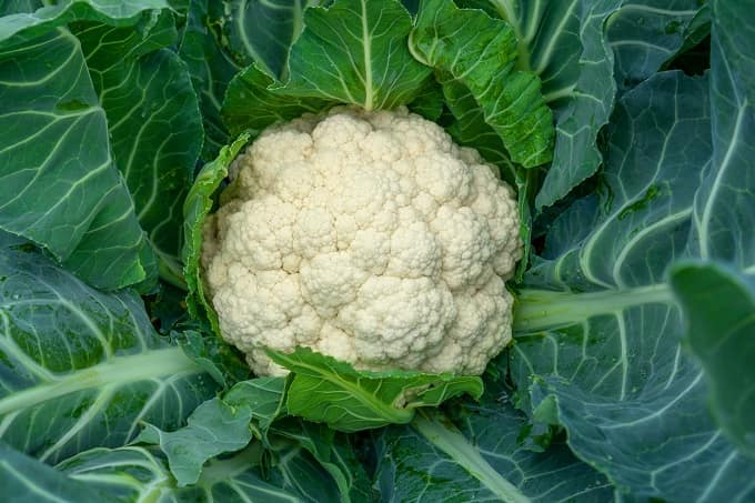 फूलगोभी – Cauliflower Best Vegetable To Plant In August In Hindi